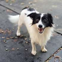 Thumbnail photo of Braveheart #1