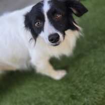 Thumbnail photo of Braveheart #3