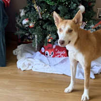 Thumbnail photo of Cider #1