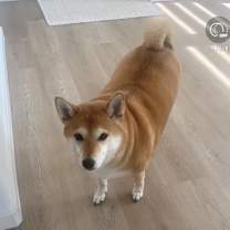 Thumbnail photo of Mochi #1