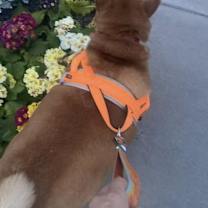 Thumbnail photo of Mochi #3