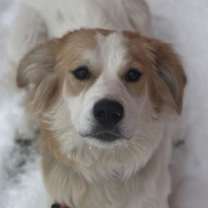 Thumbnail photo of Daisy #1