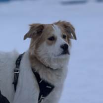 Thumbnail photo of Daisy #2