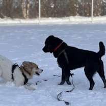 Thumbnail photo of Daisy #3