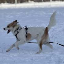 Thumbnail photo of Daisy #4