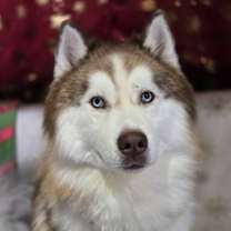 Thumbnail photo of Kato #1