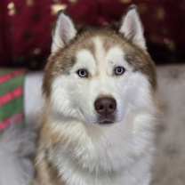 Thumbnail photo of Kato #3