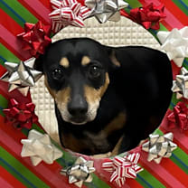 Thumbnail photo of Buster #1