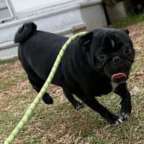 Thumbnail photo of Butter ball #1