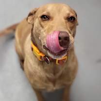 Thumbnail photo of Gooby #2