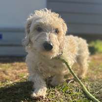 Thumbnail photo of Joi #2