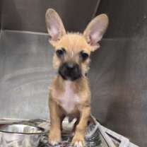 Thumbnail photo of Dobby #1