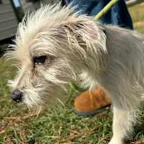 Thumbnail photo of Joyce Byers #3