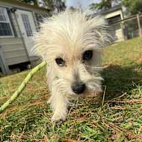 Thumbnail photo of Joyce Byers #4