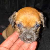 Thumbnail photo of Dobby #2