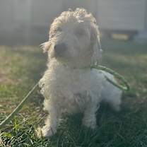 Thumbnail photo of Joi #4