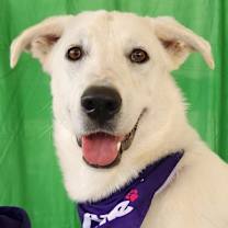 Thumbnail photo of Dandi BW #3