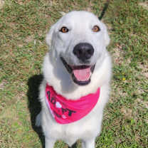 Thumbnail photo of Dandi BW #4