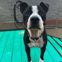 Thumbnail photo of Twinkle Toes #4