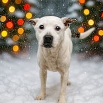 Thumbnail photo of Supreme #1