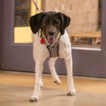 Thumbnail photo of Panda #4