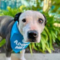 Thumbnail photo of Parata #1