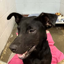 Thumbnail photo of Ren #2