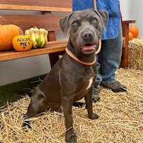 Thumbnail photo of Pepper #2