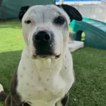 Thumbnail photo of Parata #2