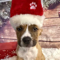 Thumbnail photo of NY Hugo Avail Dec 13 (Tractor Supply Patterson) #1