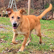 Thumbnail photo of CT Payton (Fostered in Glastonbury, CT) #2