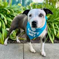 Thumbnail photo of Parata #4