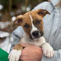 Thumbnail photo of NY Hugo Avail Dec 13 (Tractor Supply Patterson) #3