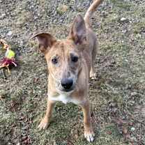 Thumbnail photo of CT Payton (Fostered in Glastonbury, CT) #4