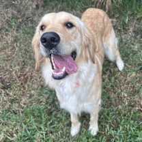 Thumbnail photo of Piper #1