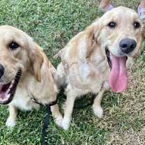 Thumbnail photo of Piper #2