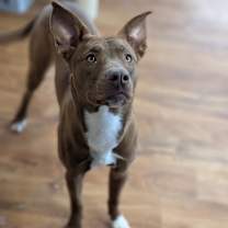 Thumbnail photo of Nutmeg #2