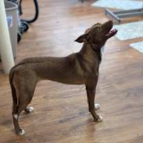 Thumbnail photo of Nutmeg #3