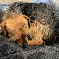 Thumbnail photo of Cocoa #3