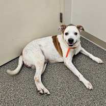 Thumbnail photo of Marlie #1