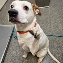 Thumbnail photo of Marlie #3