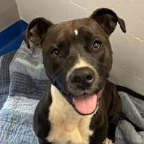 Thumbnail photo of Pepper #1