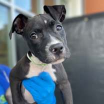 Thumbnail photo of Pepper #3