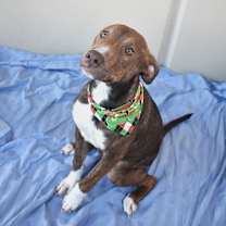 Thumbnail photo of Kringle #2