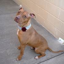 Thumbnail photo of Indica #1