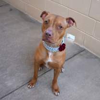 Thumbnail photo of Indica #2