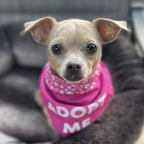 Thumbnail photo of Clementine #1