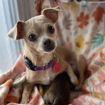 Thumbnail photo of Clementine #2