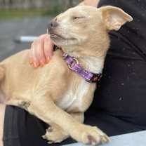 Thumbnail photo of Clementine #4