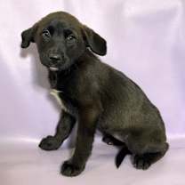 Thumbnail photo of Cocoa #1